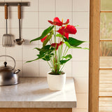 Flamingo Flower - Indoor Plants - PB_FF_ECO_CH_6IN1 - Varnish + Vine - 57