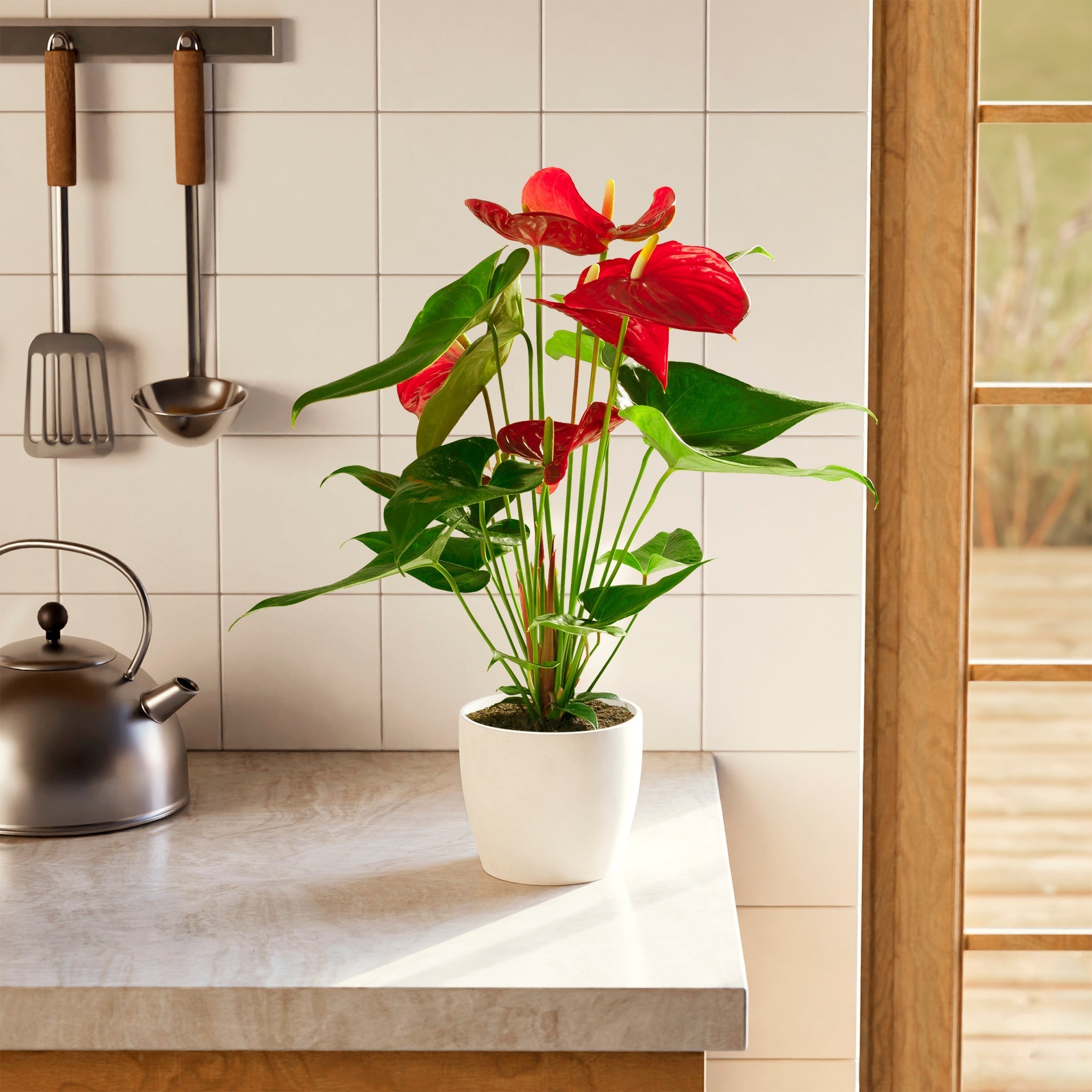 Flamingo Flower - Indoor Plants - PB_FF_ECO_CH_6IN1 - Varnish + Vine - 57