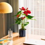 Flamingo Flower - Indoor Plants - PB_FF_SWP_EG_6IN1 - Varnish + Vine - 51