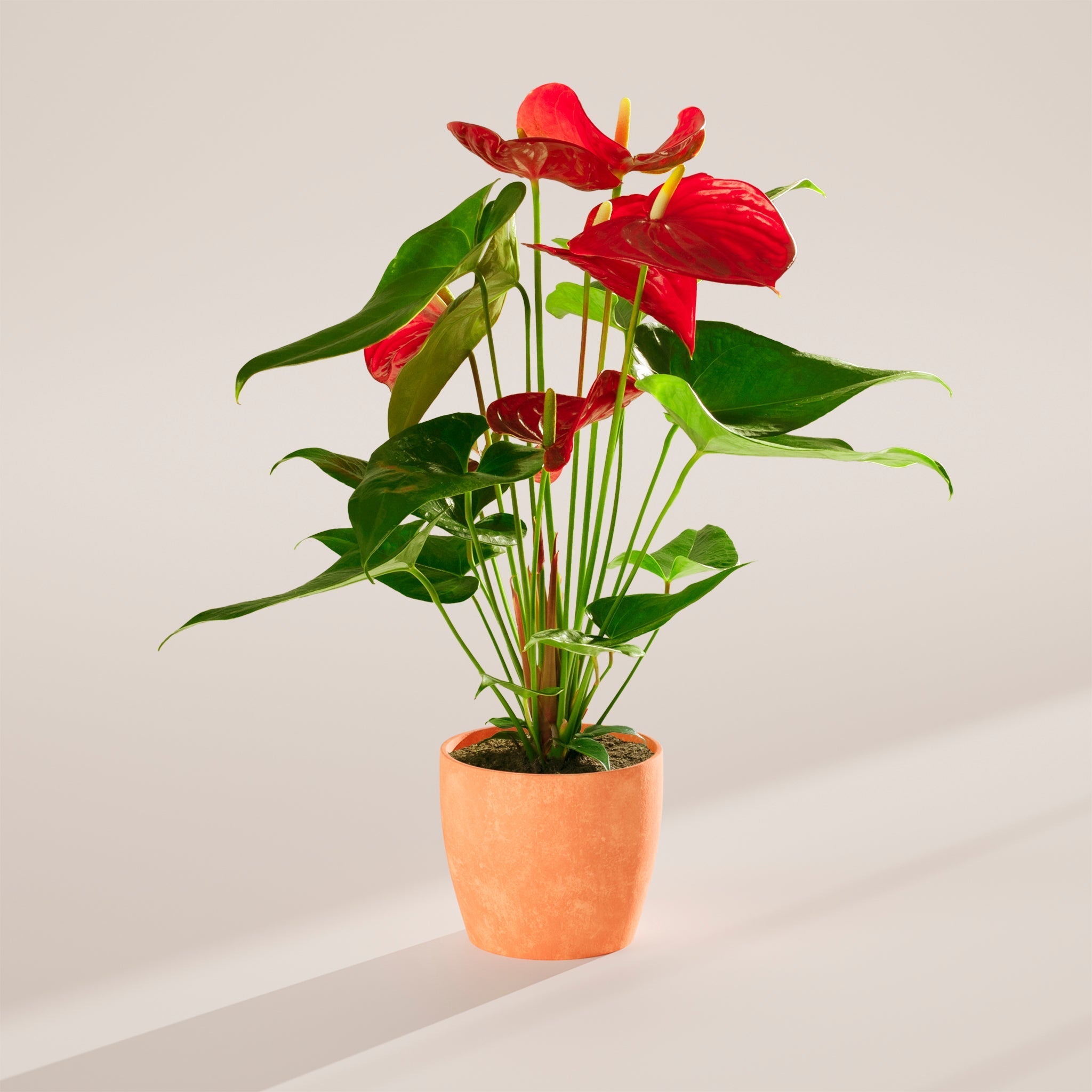 Flamingo Flower - Indoor Plants - PB_FF_ECO_CH_6IN1 - Varnish + Vine - 56