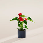 Flamingo Flower - Indoor Plants - PB_FF_BAS_LI_6IN1 - Varnish + Vine - 21