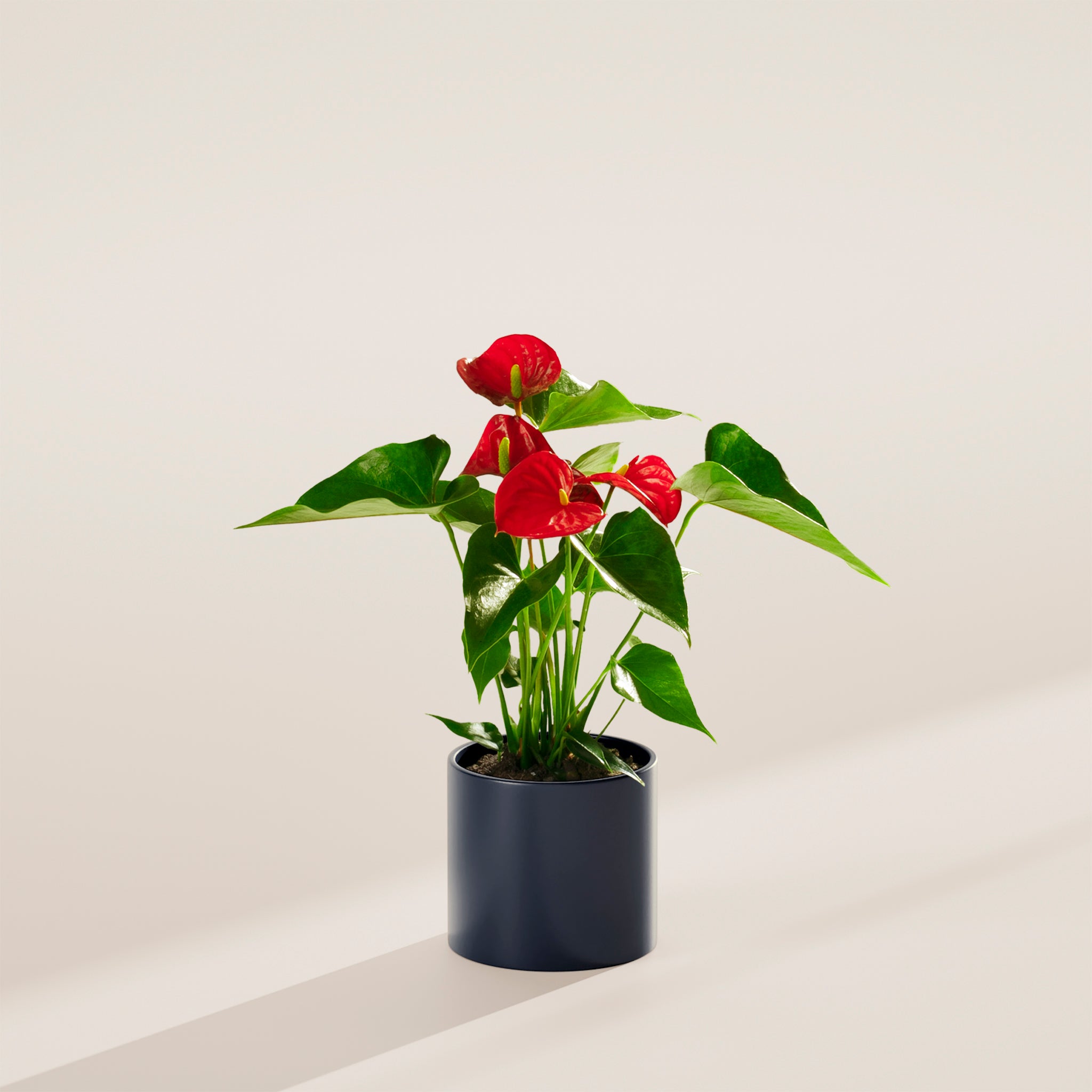 Flamingo Flower - Indoor Plants - PB_FF_BAS_LI_6IN1 - Varnish + Vine - 21