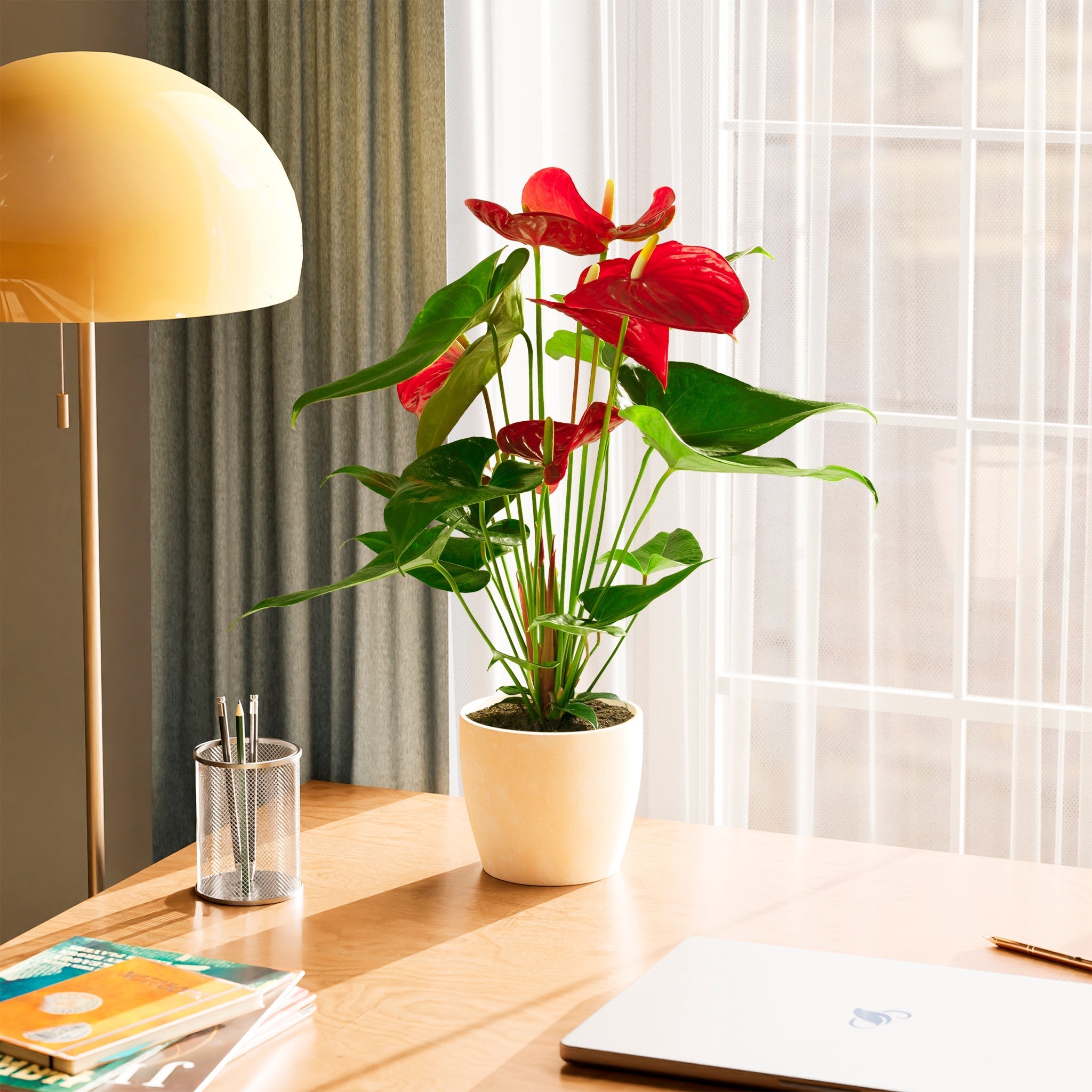 Flamingo Flower - Indoor Plants - PL_FF_4IN1 - Varnish + Vine - 45