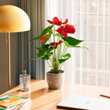 Flamingo Flower - Indoor Plants - PL_FF_4IN1 - Varnish + Vine - 44