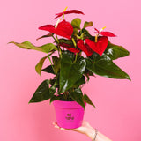 Flamingo Flower - Indoor Plants - PB_FF_CP_FU_6IN1 - Varnish + Vine - 17