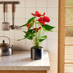Flamingo Flower - Indoor Plants - PB_FF_ECO_MA_6IN1 - Varnish + Vine - 68
