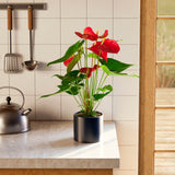 Flamingo Flower - Indoor Plants - PB_FF_ECO_MA_6IN1 - Varnish + Vine - 68