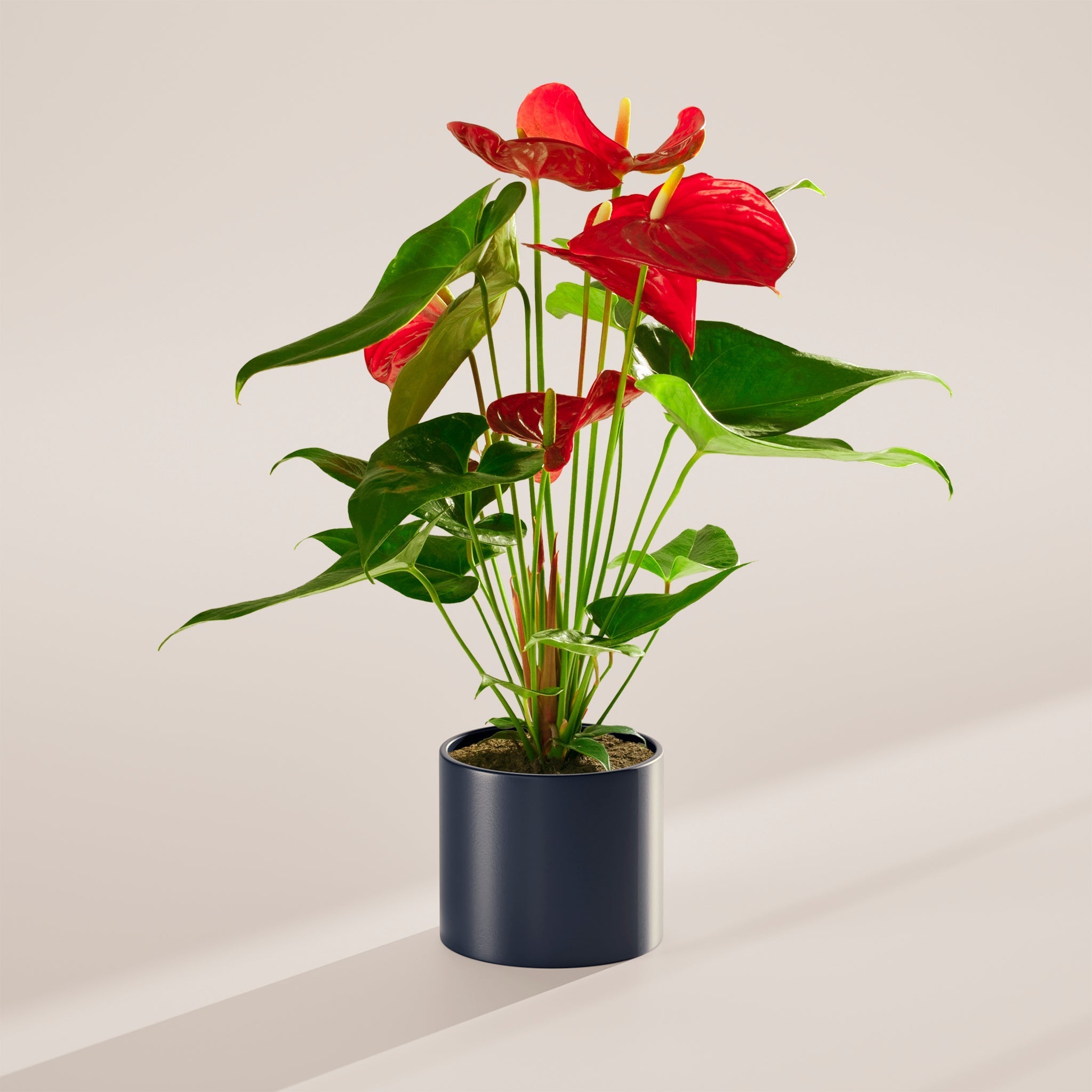 Flamingo Flower - Indoor Plants - PB_FF_SWP_EG_6IN1 - Varnish + Vine - 52