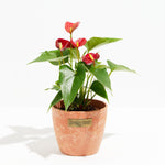 Flamingo Flower - Indoor Plants - PL_FF_4IN1 - Varnish + Vine - 10