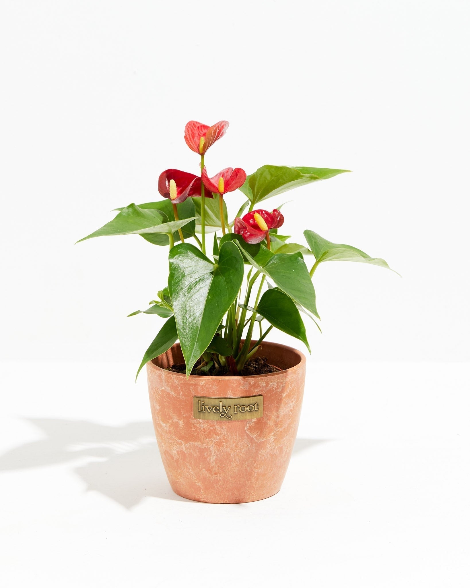 Flamingo Flower - Indoor Plants - PL_FF_4IN1 - Varnish + Vine - 10