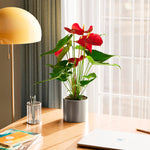 Flamingo Flower - Indoor Plants - PB_FF_ECO_MA_6IN1 - Varnish + Vine - 67