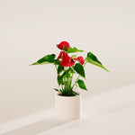 Flamingo Flower - Indoor Plants - PB_FF_ECO_CH_4IN1 - Varnish + Vine - 33