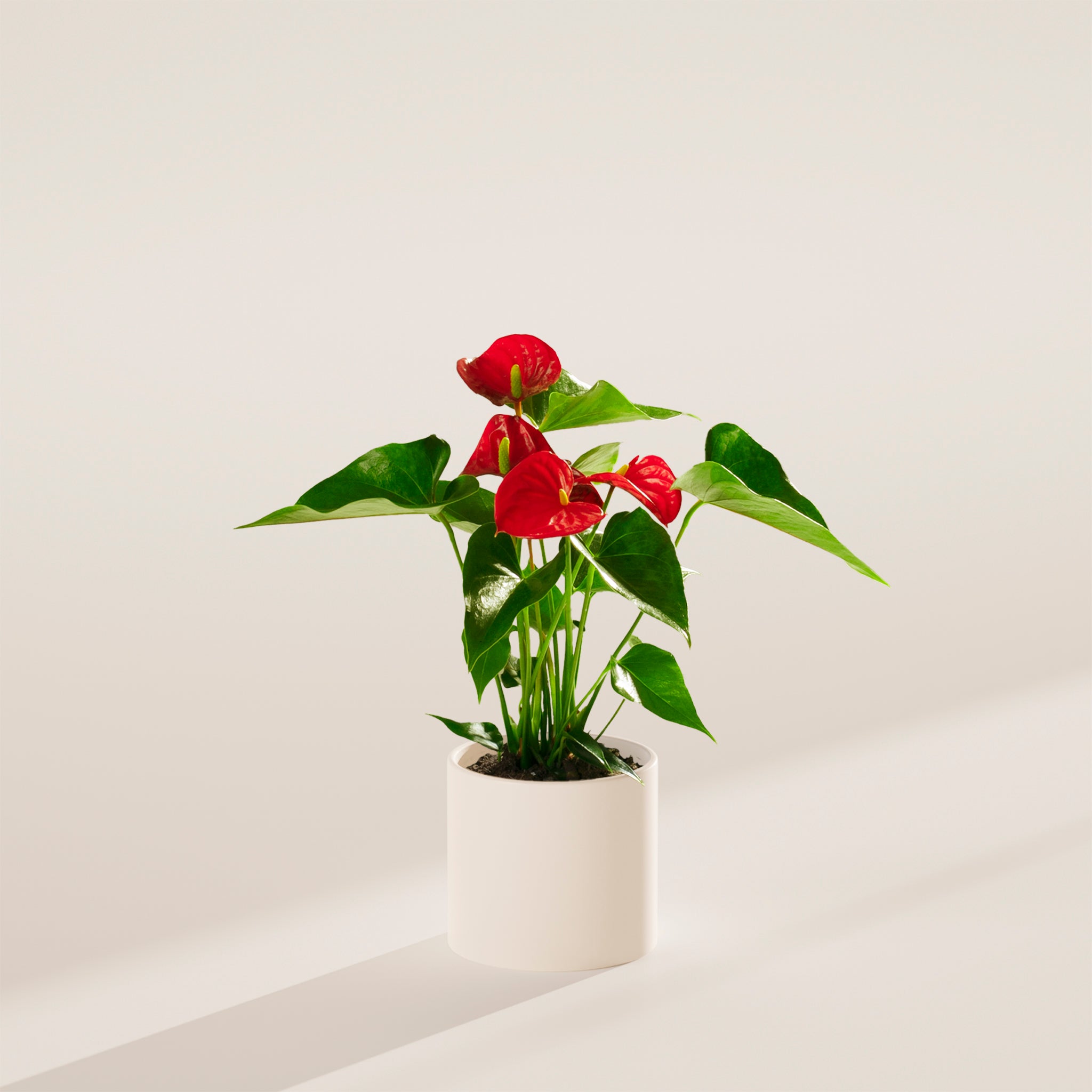 Flamingo Flower - Indoor Plants - PB_FF_ECO_CH_4IN1 - Varnish + Vine - 33