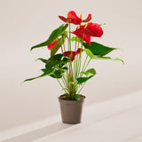Flamingo Flower - Indoor Plants - PL_FF_6IN1 - Varnish + Vine - 63