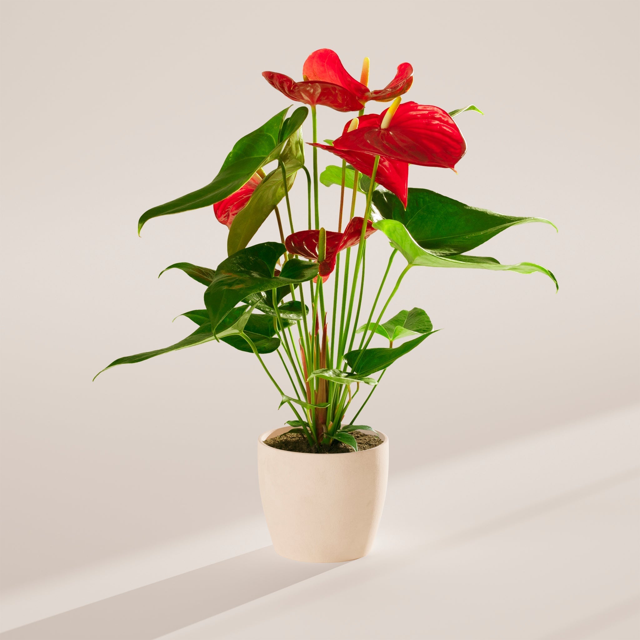 Flamingo Flower - Indoor Plants - PB_FF_ECO_CO_6IN1 - Varnish + Vine - 58