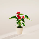 Flamingo Flower - Indoor Plants - PB_FF_ECO_CO_4IN1 - Varnish + Vine - 36