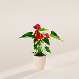 Flamingo Flower - Indoor Plants - PB_FF_ECO_CO_4IN1 - Varnish + Vine - 36