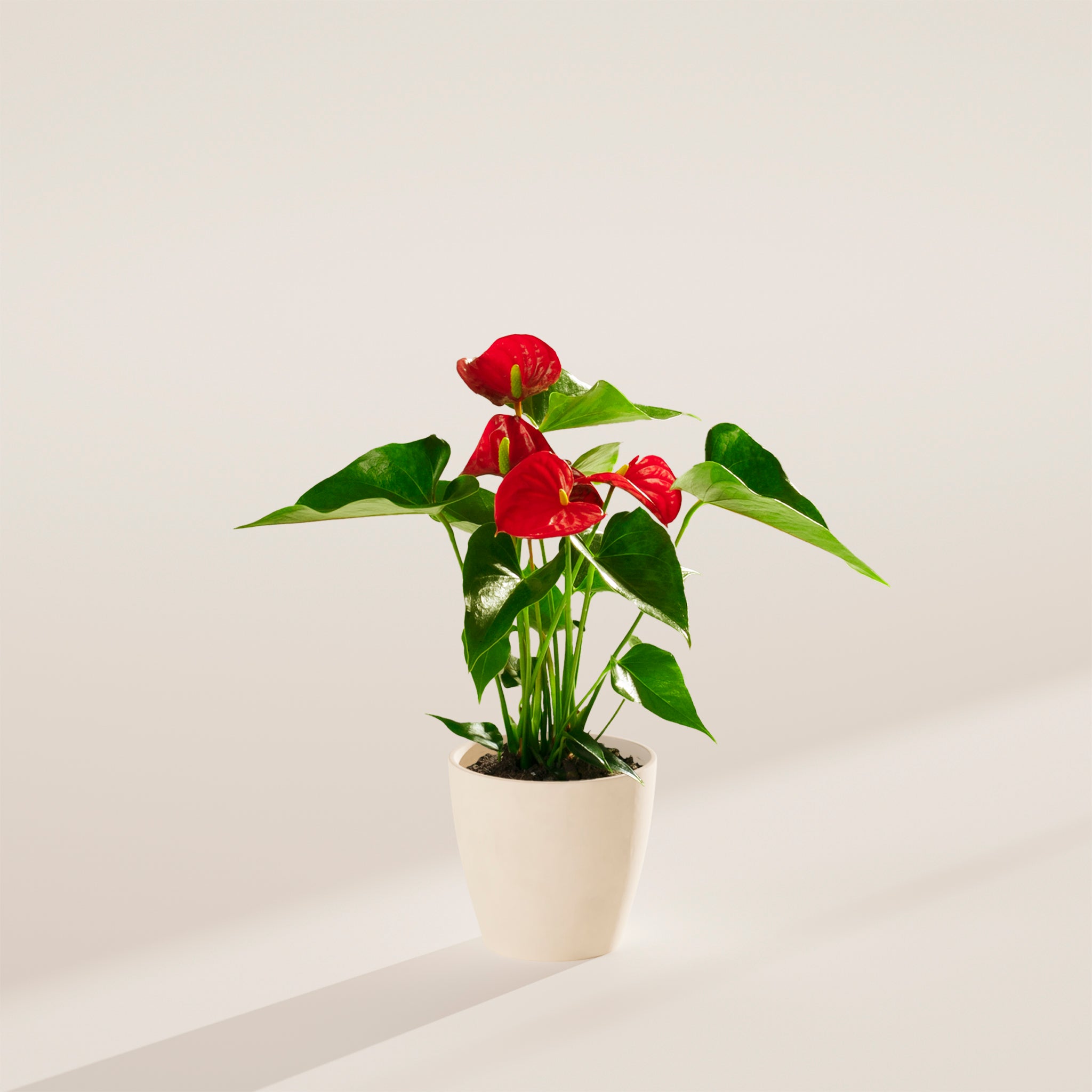 Flamingo Flower - Indoor Plants - PB_FF_ECO_CO_4IN1 - Varnish + Vine - 36