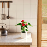 Flamingo Flower - Indoor Plants - PB_FF_ECO_CH_4IN1 - Varnish + Vine - 31