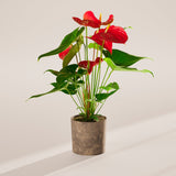 Flamingo Flower - Indoor Plants - PB_FF_SWP_EG_6IN1 - Varnish + Vine - 47