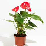 Flamingo Flower - Indoor Plants - PL_FF_4IN1 - Varnish + Vine - 7