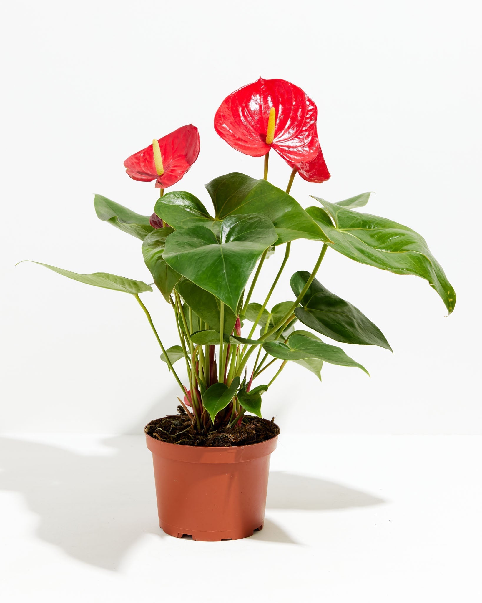 Flamingo Flower - Indoor Plants - PL_FF_4IN1 - Varnish + Vine - 7