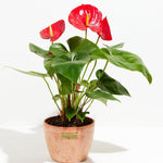Flamingo Flower - Indoor Plants - PL_FF_4IN1 - Varnish + Vine - 14