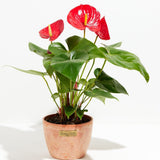 Flamingo Flower - Indoor Plants - PL_FF_4IN1 - Varnish + Vine - 14