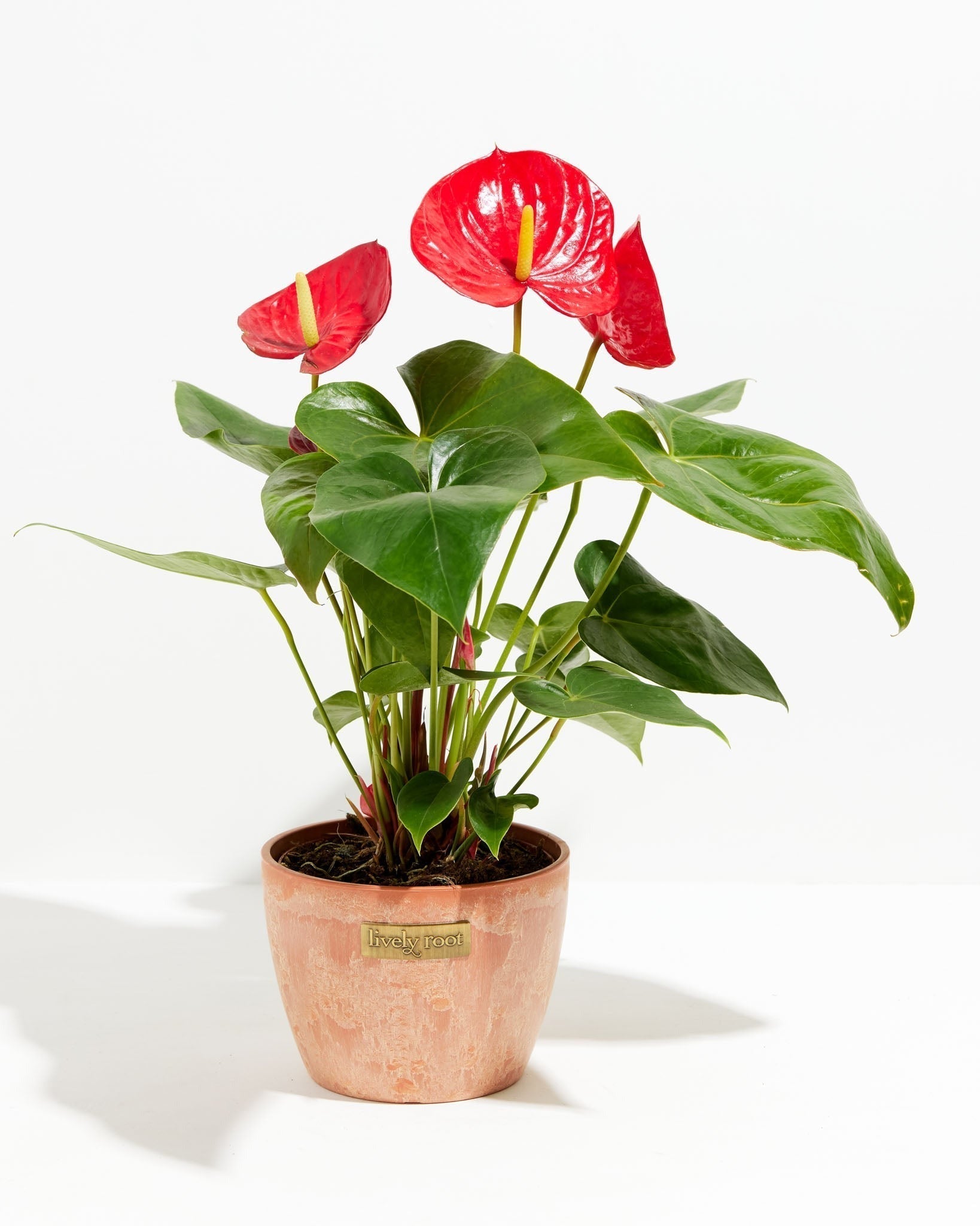Flamingo Flower - Indoor Plants - PL_FF_4IN1 - Varnish + Vine - 14