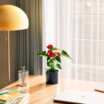 Flamingo Flower - Indoor Plants - PB_FF_ECO_CH_4IN1 - Varnish + Vine - 30