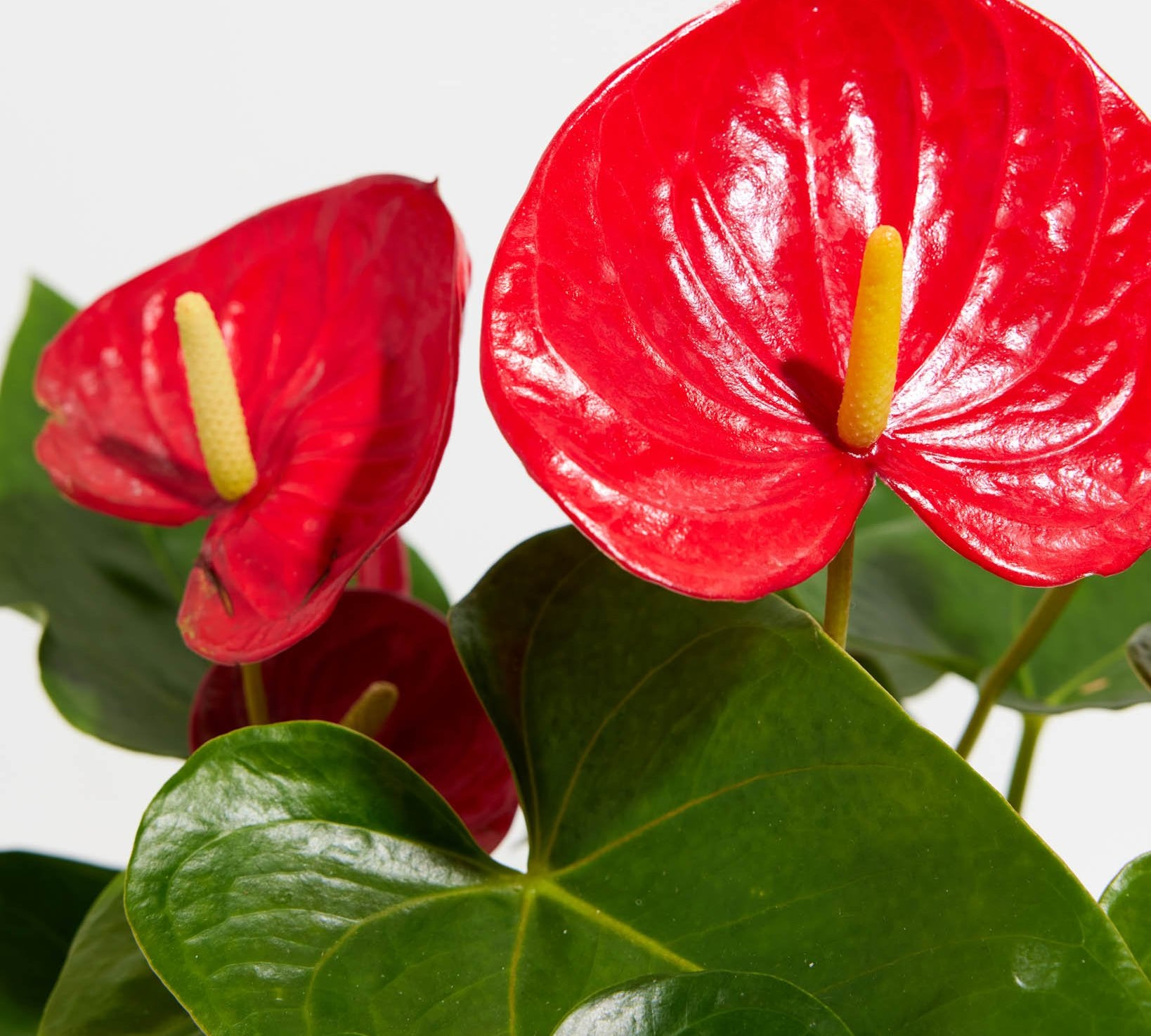 Flamingo Flower - Indoor Plants - PL_FF_4IN1 - Varnish + Vine - 2