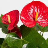 Flamingo Flower - Indoor Plants - PL_FF_4IN1 - Varnish + Vine - 2