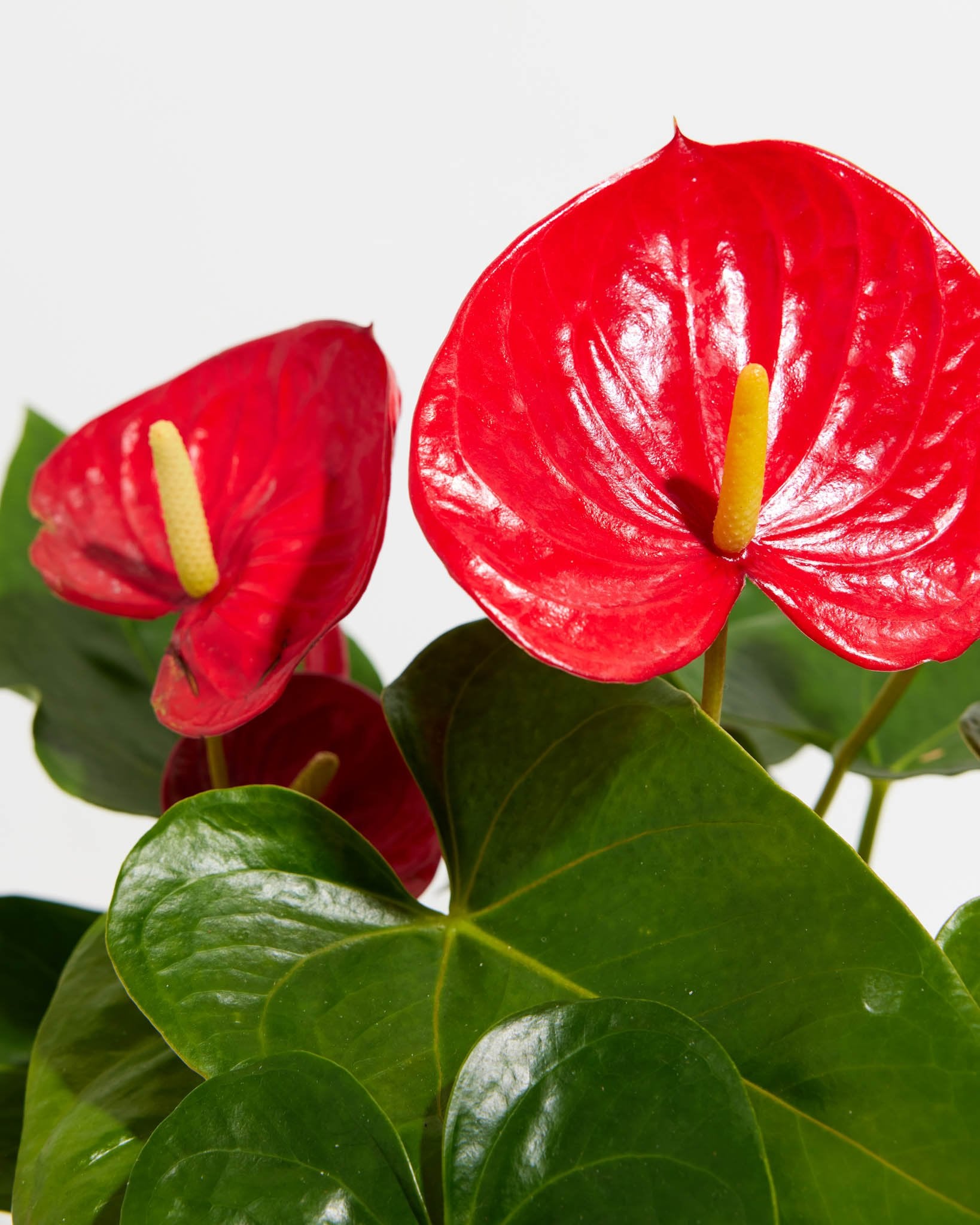 Flamingo Flower - Indoor Plants - PL_FF_4IN1 - Varnish + Vine - 2