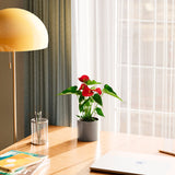 Flamingo Flower - Indoor Plants - PB_FF_BAS_LI_6IN1 - Varnish + Vine - 20