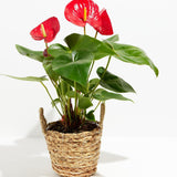 Flamingo Flower - Indoor Plants - PB_FF_BAS_LI_6IN1 - Varnish + Vine - 19