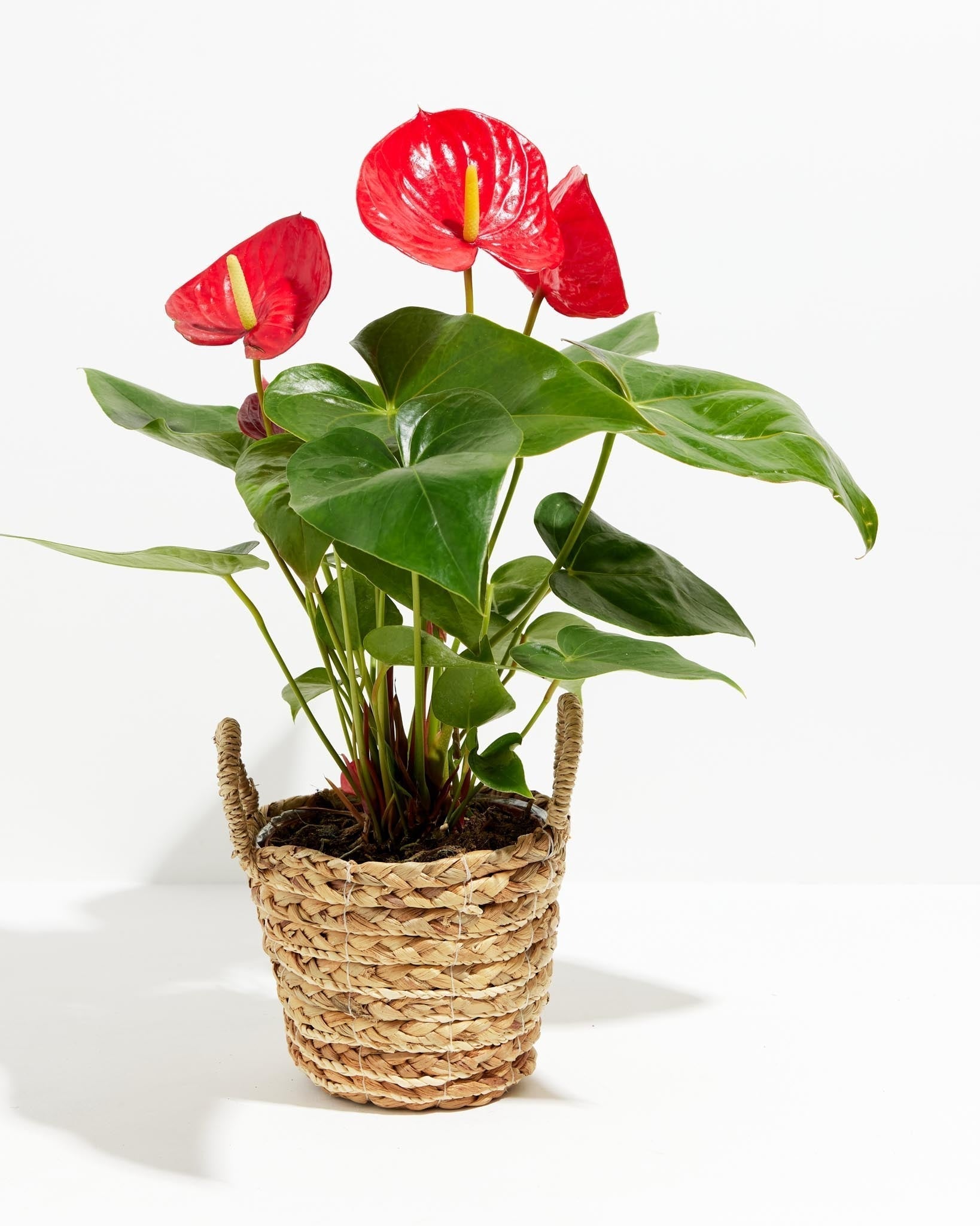 Flamingo Flower - Indoor Plants - PB_FF_BAS_LI_6IN1 - Varnish + Vine - 19