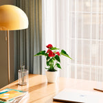 Flamingo Flower - Indoor Plants - PB_FF_ECO_CH_4IN1 - Varnish + Vine - 35