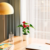 Flamingo Flower - Indoor Plants - PB_FF_ECO_CH_4IN1 - Varnish + Vine - 35