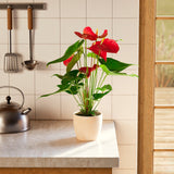 Flamingo Flower - Indoor Plants - PB_FF_ECO_EG_6IN1 - Varnish + Vine - 60