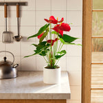 Flamingo Flower - Indoor Plants - PB_FF_ECO_MA_6IN1 - Varnish + Vine - 65