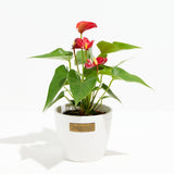 Flamingo Flower - Indoor Plants - PL_FF_4IN1 - Varnish + Vine - 8