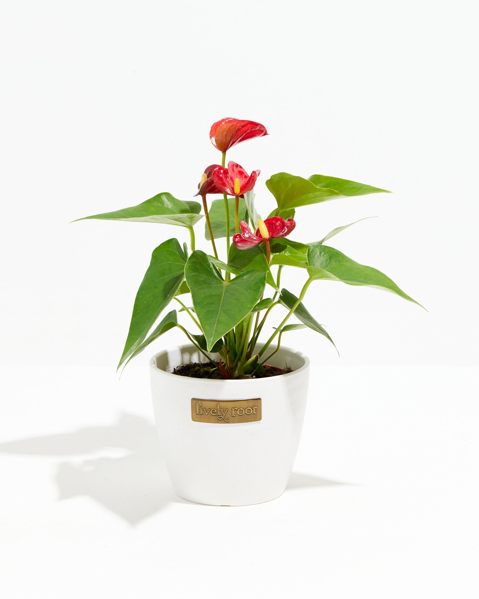 Flamingo Flower - Indoor Plants - PL_FF_4IN1 - Varnish + Vine - 8