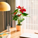 Flamingo Flower - Indoor Plants - PB_FF_SWP_EG_6IN1 - Varnish + Vine - 55