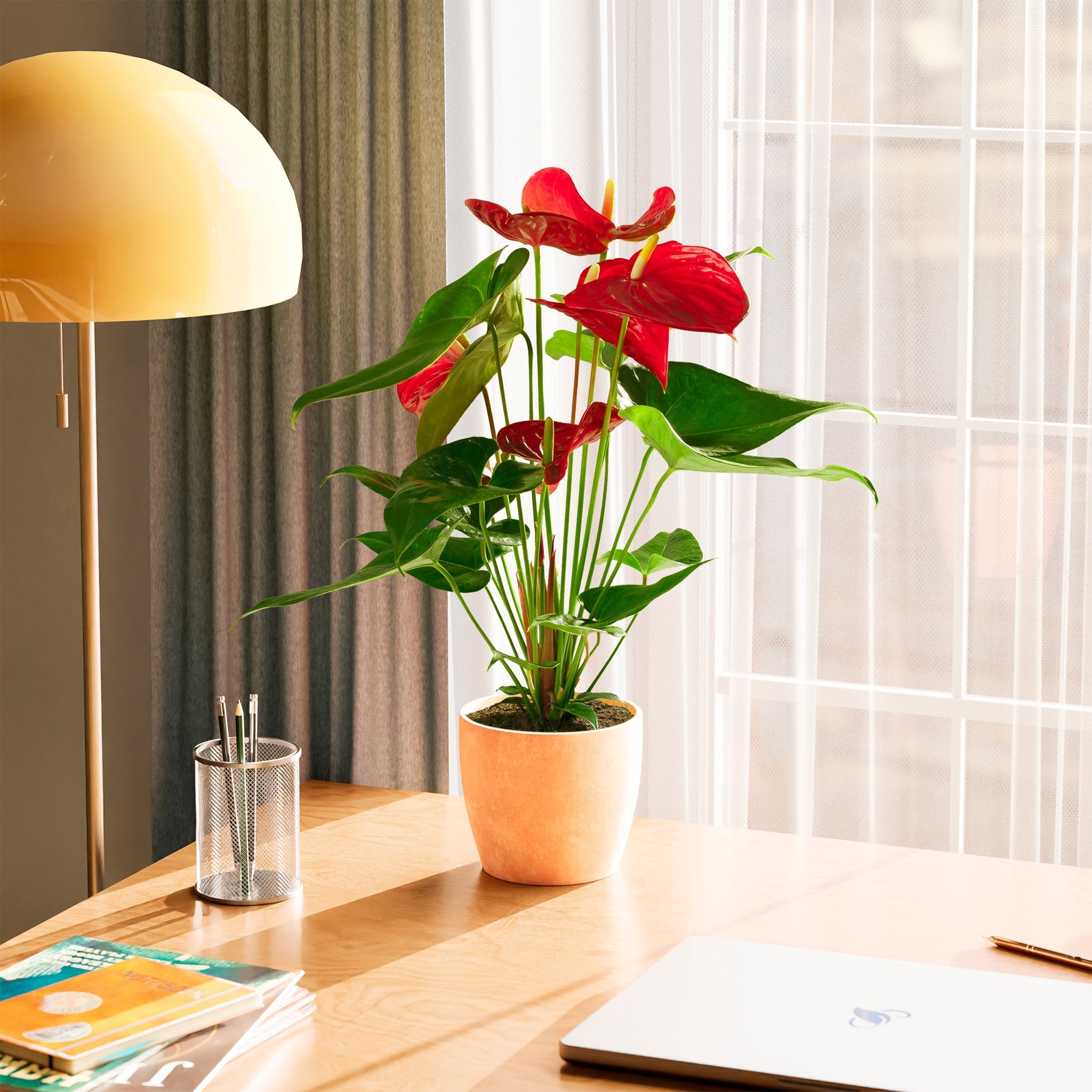Flamingo Flower - Indoor Plants - PB_FF_SWP_EG_6IN1 - Varnish + Vine - 55