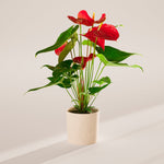 Flamingo Flower - Indoor Plants - PB_FF_SWP_CO_6IN1 - Varnish + Vine - 62