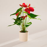 Flamingo Flower - Indoor Plants - PB_FF_SWP_CO_6IN1 - Varnish + Vine - 62