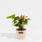 Flamingo Flower - Indoor Plants - PL_FF_4IN1 - Varnish + Vine - 11