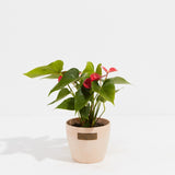 Flamingo Flower - Indoor Plants - PL_FF_4IN1 - Varnish + Vine - 11