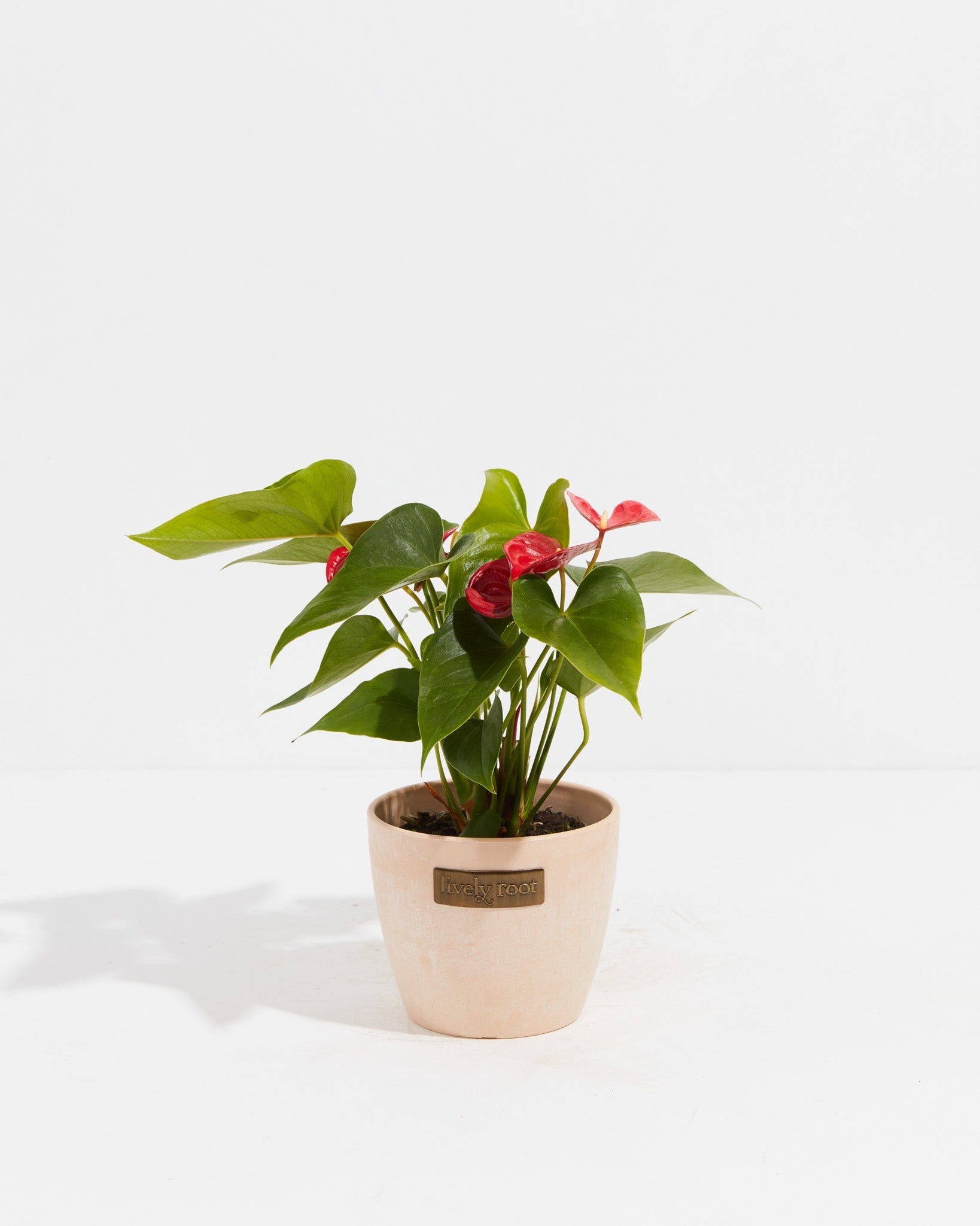 Flamingo Flower - Indoor Plants - PL_FF_4IN1 - Varnish + Vine - 11