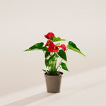 Flamingo Flower - Indoor Plants - PL_FF_4IN1 - Varnish + Vine - 40